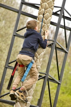 Palm Tree Climbing