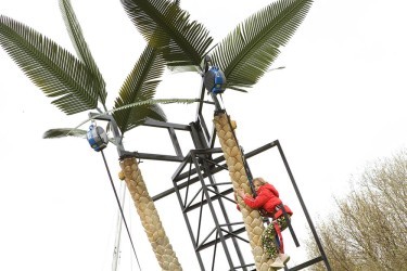 Palm Tree Climbing