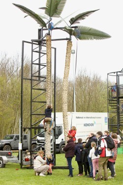 Palm Tree Climbing