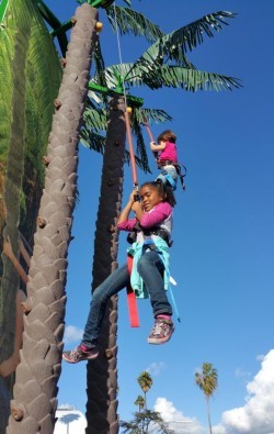 Palm Tree Climbing